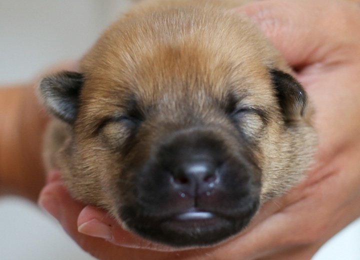 chinook puppy